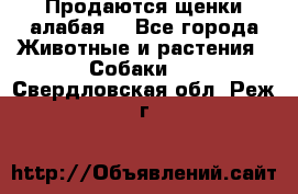 Продаются щенки алабая  - Все города Животные и растения » Собаки   . Свердловская обл.,Реж г.